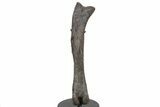 Hadrosaur (Hypacrosaur) Femur with Metal Stand - Montana #227775-1